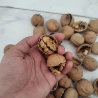 گردو پوست نازک وکاغذی|خوردنی و آشامیدنی|قم, سید معصوم|دیوار