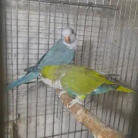 طوطی راهب|پرنده|ماسال, |دیوار