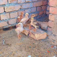 مرغ با جوجه ها