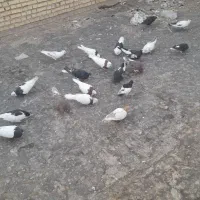 کبوتر رنگی|پرنده|خرمشهر, |دیوار