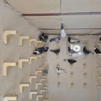 باسلام خدمت شما دوستان عزیز|پرنده|صوفیان, |دیوار