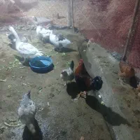 مرغ های تخم گزار کرچ شو محلی|حیوانات مزرعه|محمدشهر, ولدآباد|دیوار