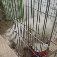 سگ پودل|سگ|تهران, ترمینال غرب|دیوار