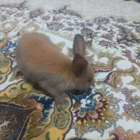 خرگوش