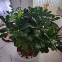 گل بنسای هندی گلدان سرامیکی|گل و گیاه طبیعی|مشهد, کوثر|دیوار