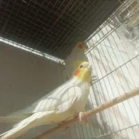 جفت لوتینو معاوضه