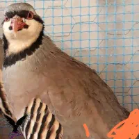 بلدرچین ماده