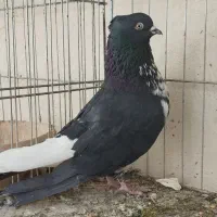 کبوترگنجبراصیل