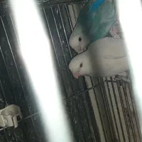 طوطی  برزیلی کتوله مولد|پرنده|فولادشهر, مسکن مهر فولادشهر|دیوار