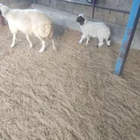 میش وبره