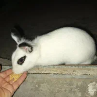 خرگوش  عروسک سفید