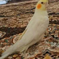 عروس هلندی