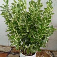 4 عدد گل زیبا ارزان