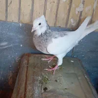 کفتر|پرنده|مرودشت, ابوذر شمالی|دیوار