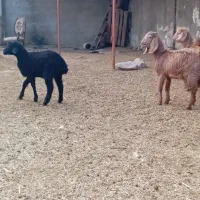 بزغاله بره|حیوانات مزرعه|پیشوا, |دیوار