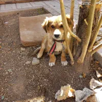 سگ پاپی|سگ|مبارکه, |دیوار