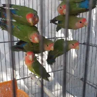 مرغ عشق وکوتوله دستی دررنگ های مختلف وکبوتر بلژیکی|پرنده|قم, چهار مردان|دیوار