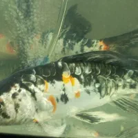 ماهی کوی ۱۰ الی ۱۵ سانت دو عدد|ماهی|کاشان, گارزگاه|دیوار