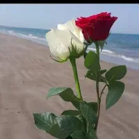 خونه ویلایی در پوزگاه کرایه داده میشود