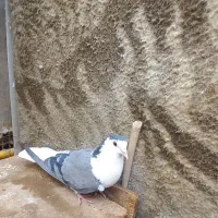 واز بومی|پرنده|اصفهان, کشاورزی|دیوار