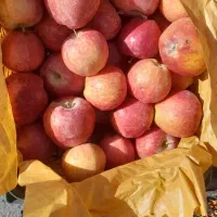 سیب۸۰ پرتغال تامسون ۵۵ و ۶۵ ارسال هم داریم