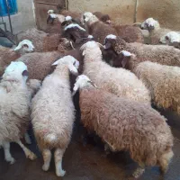 کاور  گوسفند بره