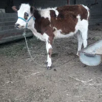 گوساله دورگ سمینتال