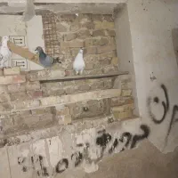 کبوتر|پرنده|مرند, |دیوار