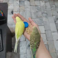 مرغ عشق