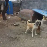 سگ نگهبان سفت
