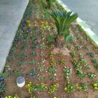 هرس.باغبانی|خدمات باغبانی و درختکاری|قم, بلوار امین و ساحلی|دیوار