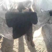 گوساله ماده نژاد جرسی|حیوانات مزرعه|مرودشت, ثبت احوال|دیوار