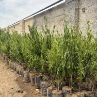 نهال بادام اصلاح‌شده تحویل مستقیم از نهالستان|خدمات باغبانی و درختکاری|رودشت (چهارمحال و بختیاری), |دیوار