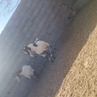 بزغاله نر|حیوانات مزرعه|تربت جام, معدآباد|دیوار