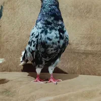 ۱۶ تا پرنده عتیقه