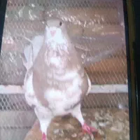 ماده پیازی موریس وماده یال