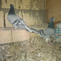 کبوتر دمگیر خرقه سبز|پرنده|اصفهان, کارلادان|دیوار
