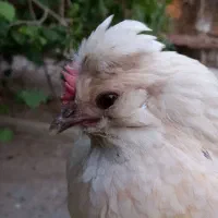 مرغ تخم گذار|حیوانات مزرعه|شادگان, |دیوار