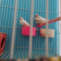 فنچ|پرنده|مشهد, شهرک شهید باهنر|دیوار