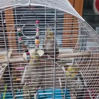 پرنده|پرنده|سلمان‌شهر, |دیوار