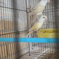 طوطی کوتوله عروس هلندی|پرنده|رفسنجان, |دیوار