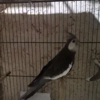 مرغ عشق انگلیسی وکوتوله وعروس هلندی مولد|پرنده|قم, هنرستان|دیوار