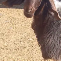 قوچ میش صدامی