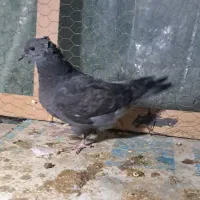 جوجه کفتر|پرنده|هشتگرد, قاسم آباد بزرگ|دیوار