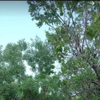 کارگرباغ وصحرا