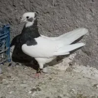 طوق سرکه ای دوبر