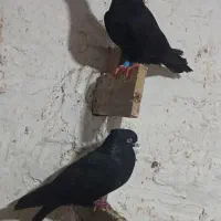 نروماده زاغ