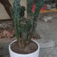 کاکتوس به همراه گلدان
