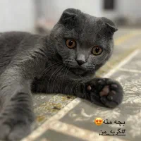 گربه اسکاتیش فولد بالغ