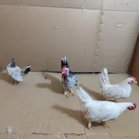 خروس مینیاتوری چاپنیز